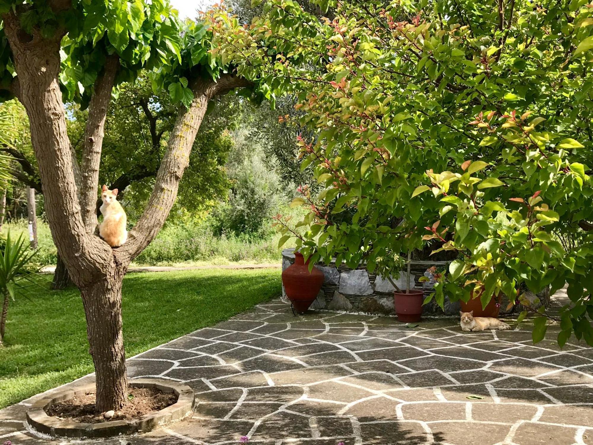 Pansion Episkopi Studios Skopelos Exterior foto